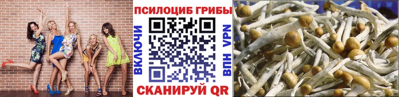 Псилоцибиновые грибы Psilocybine cubensis  Муравленко 